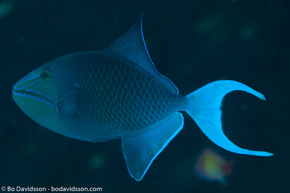 BD-130711-Maldives-0170-Odonus-niger-(Rüppell.-1836)-[Red-toothed-triggerfish.-Blå-tryckare].jpg